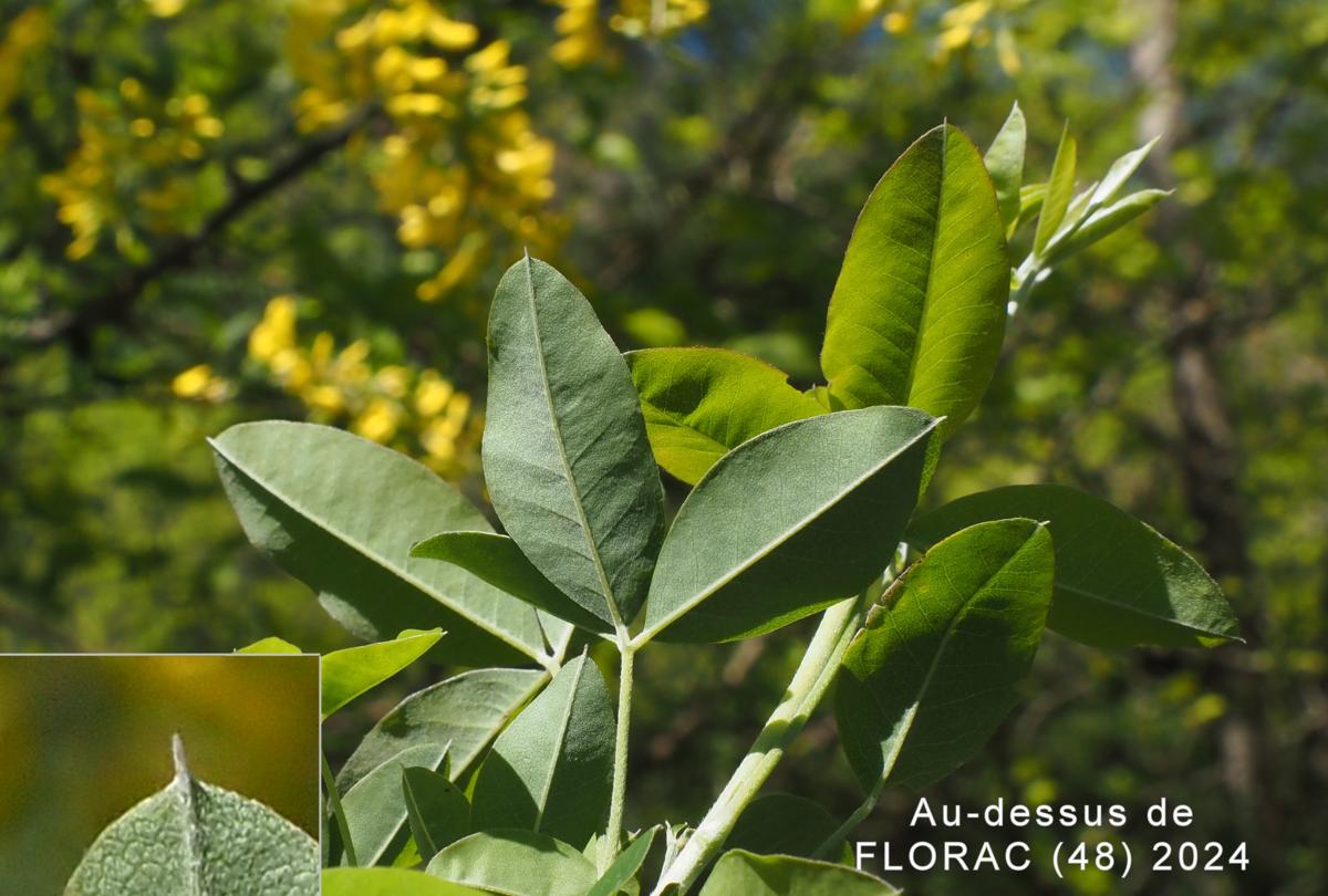 Laburnum, Common leaf